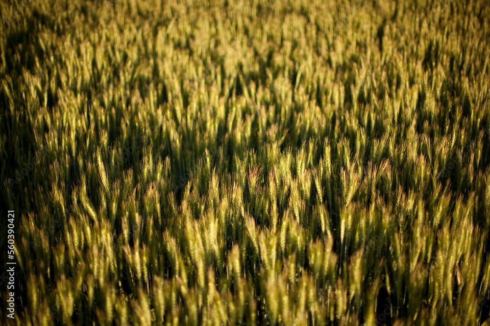 Wheat crops on the fertile farmland near Thule lake, CA. Wheat crops on the fertile farmland near Thule lake, CA.