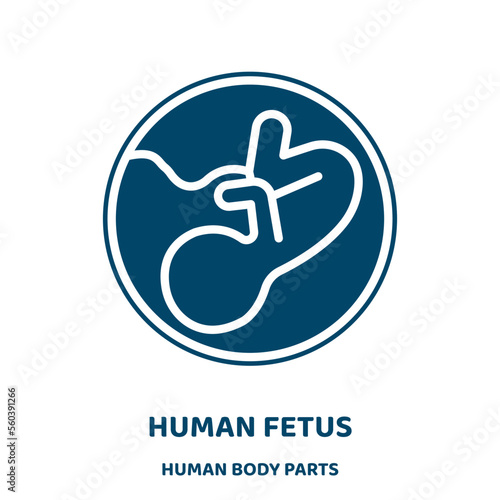 human fetus vector icon from human body parts collection. medical filled flat symbol for mobile concept and web design. Black female glyph icon. Isolated sign, logo illustration. Vector graphics.