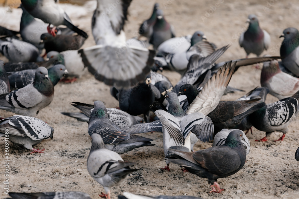 Fototapeta premium Flock of gray pigeons fight for food on dirty snow in winter day, birds peck at piece of bread and food crumbs in city center of Prague, pigeons sort things out and flap their wings, urban landscape