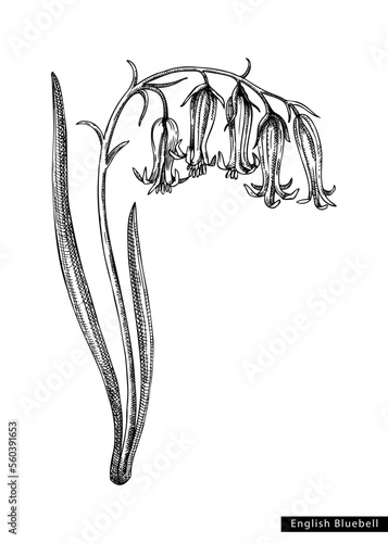  Bluebell flower sketch in engraved style. Flowering branch with buds and leaves. Black contoured floral elements. Botanical vector illustration of spring woodland plant isolated on white background