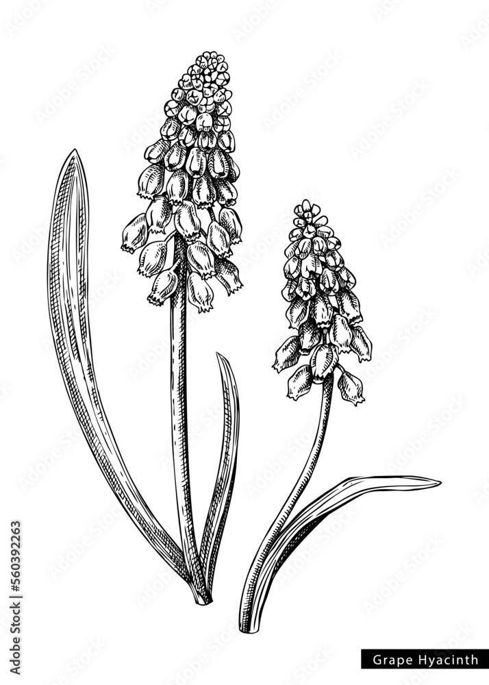 Muscari flower sketch in engraved style. Two flowering branch with buds and leaves. Black contoured grape hyacinth. Botanical vector illustration of spring woodland plant isolated on white background - obrazy, fototapety, plakaty 