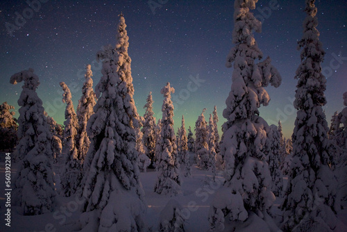 Moonlight on spruce trees on Konttainen in the Valtavaara Protected Area in Oulanka National Park, Finland. photo