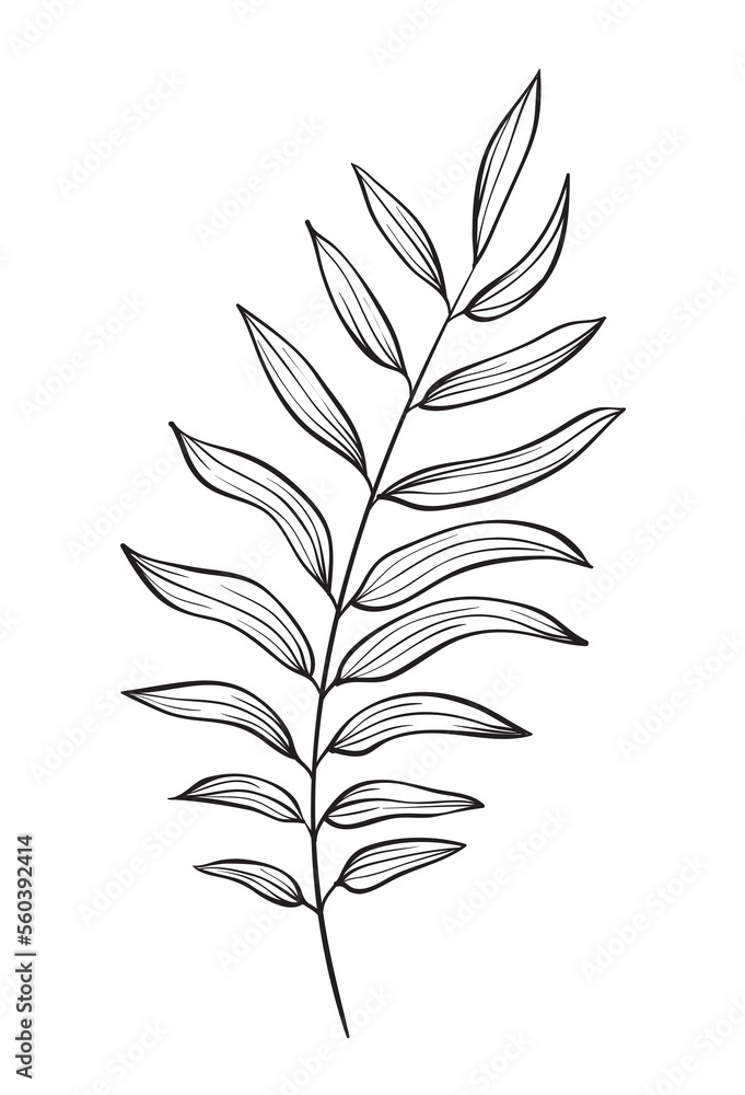 Hand drawn of wild herb. Black outline plant drawing isolated on white background. Hand drawn of wild herb. Black outline plant drawing isolated on white background.
