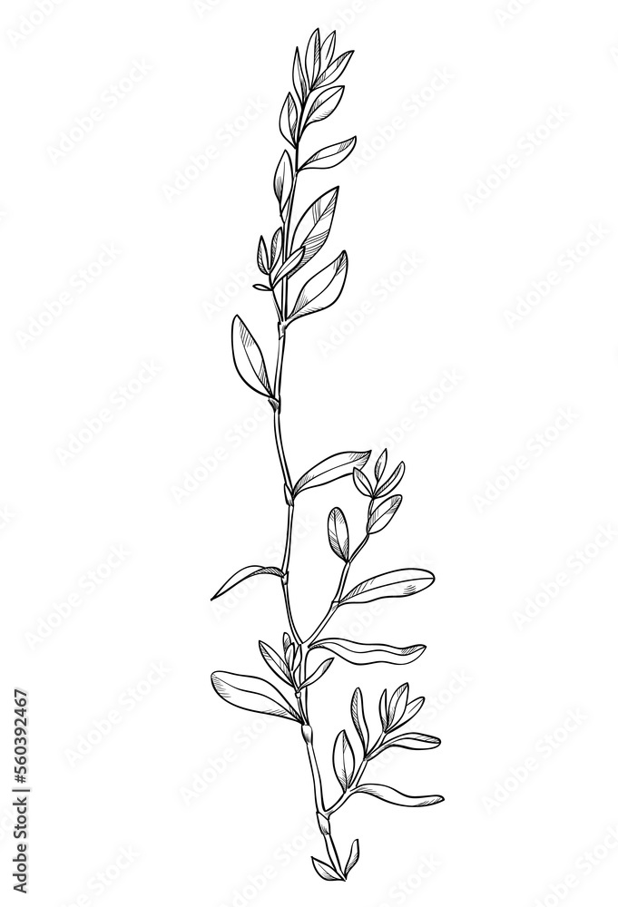 Fototapeta premium Hand drawn of wild herb. Black outline plant drawing isolated on white background.