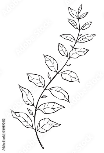 Hand drawn of wild herb. Black outline plant drawing isolated on white background. © elinka_art