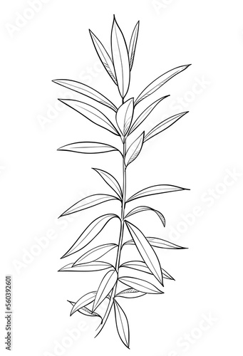 Hand drawn of wild herb. Black outline plant drawing isolated on white background.