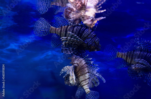 Red lionfish  underwater marine life. Dive