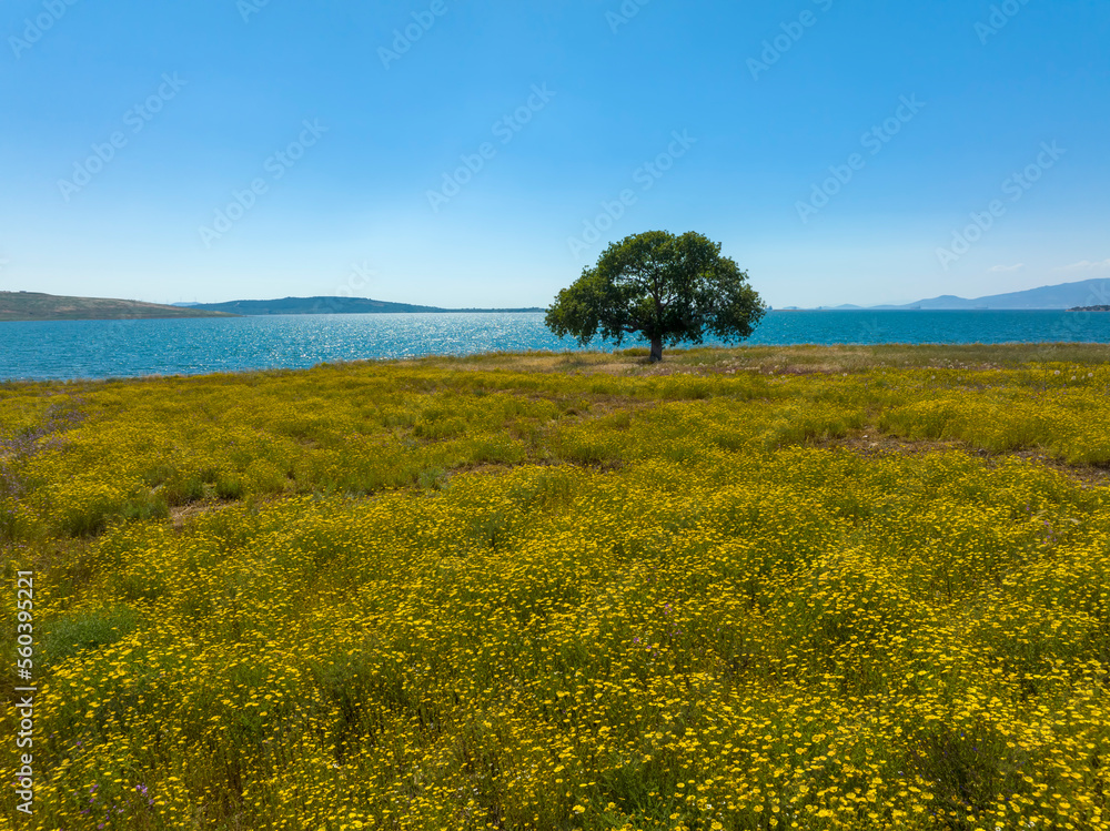 Fototapeta premium Single tree in yellow daisies field