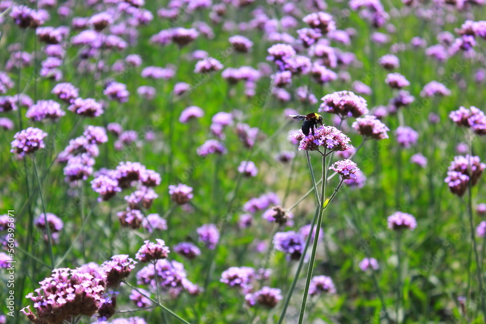 The Verbena Flower and black bee, verbena is a Beautiful Perennial Plant That Blooms in Pots and Summer Planters, field of flowers The Verbena Flower and black bee, verbena is a Beautiful Perennial Plant That Blooms in Pots and Summer Planters, field of flowers