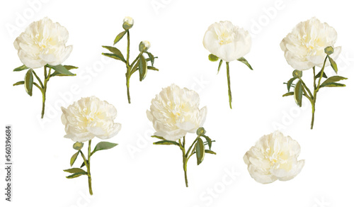 White Peonies picture, flowers clipart isolated on white. Png illustration with transparent background.