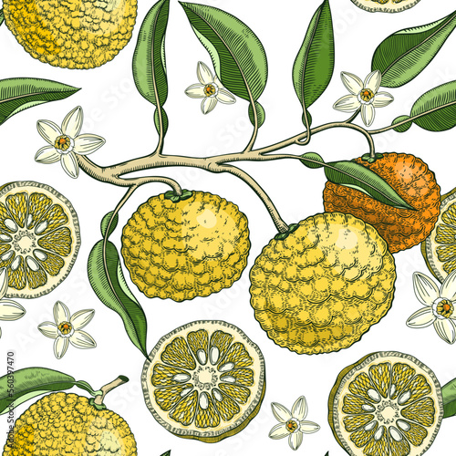 Hand drawn yuzu background design. Vintage citrus branches, flowers, leaves whole fruit, cut half piece sketches. Seamless healthy food pattern. Exotic plant illustration for print