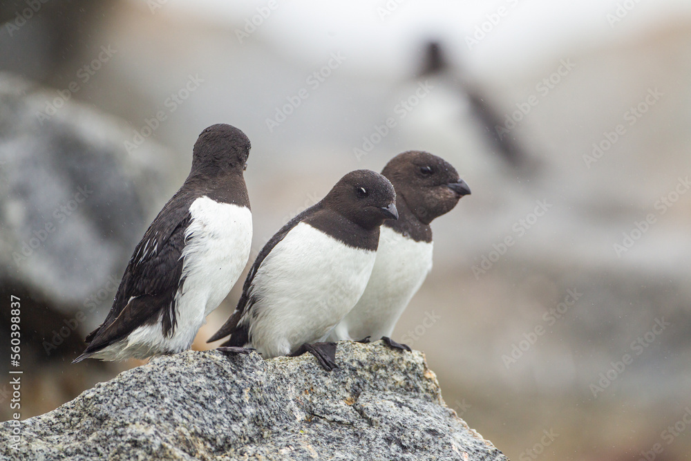 Fototapeta premium Little auk roosting on their rocky nests in Svalbard, Arctic 