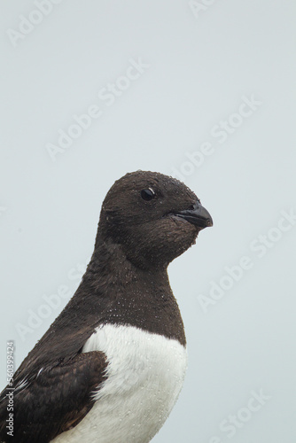 Little auk roosting on their rocky nests in Svalbard, Arctic   © wayne