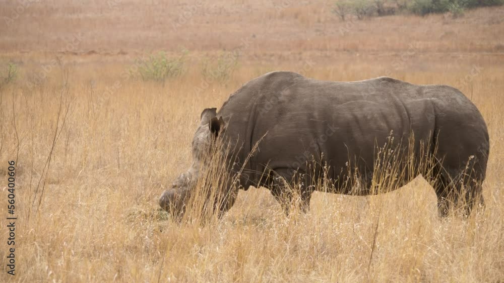 a male white rhino stands eating grass in the savannah of a nature park of south africa. close-up shot a male white rhino stands eating grass in the savannah of a nature park of south africa. close-up shot
