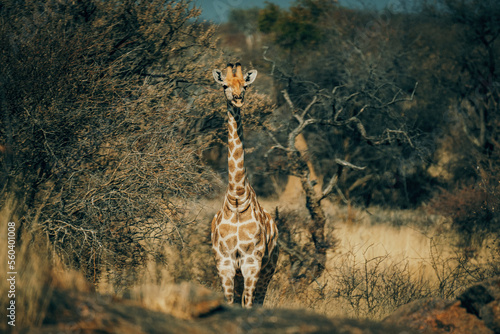 Einzelne junge Giraffe  Giraffa giraffa  steht im trockenen Buschland  Omatozu  Namibia