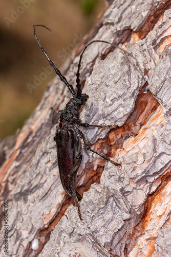 FR, Provence, Grambois, 23.06.2022, Großer Eichenbock, Heldbock, Cerambyx cerdo photo