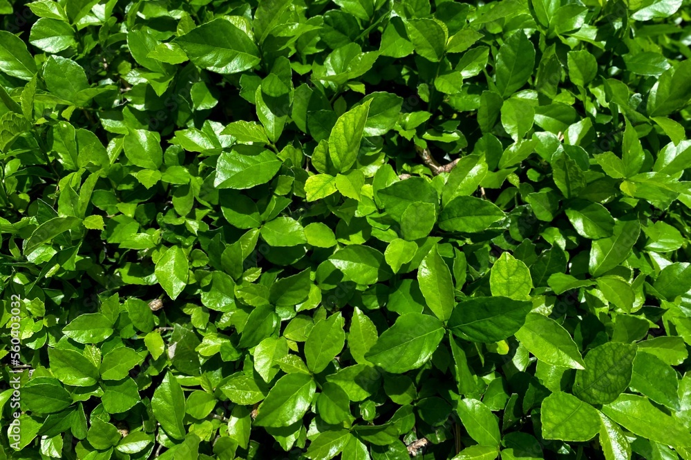 custom made wallpaper toronto digitalGreen leaf texture background. Streblus asper tree foliage background. 