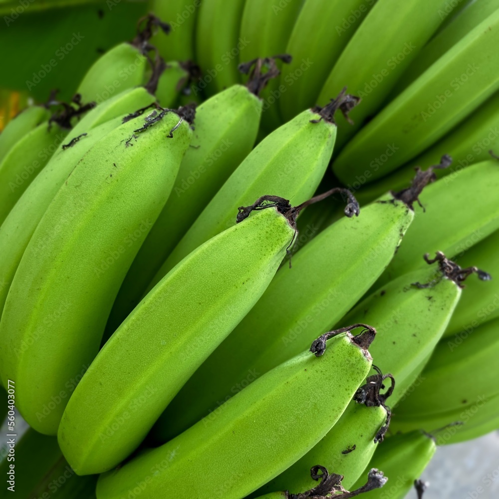 Closeup of a green unripe banana hanging from a tree. (musa)	
