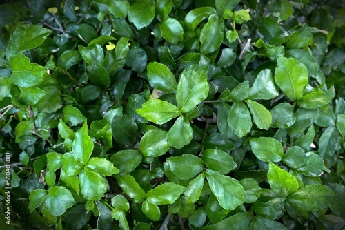 Green leaf texture background. Streblus asper tree foliage background. 