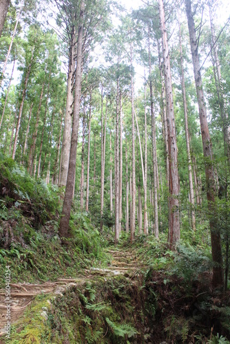 Kumano Kodo forest, one of the world heritages in Japan © HanzoPhoto