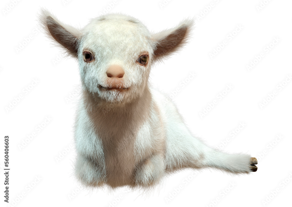3D Rendering Baby Goat on White 3D Rendering Baby Goat on White
