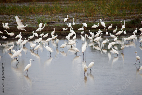 egret foraging in wetland