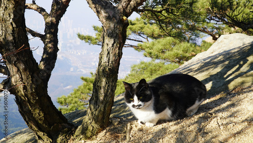 Photography the charm of wild tuxedos