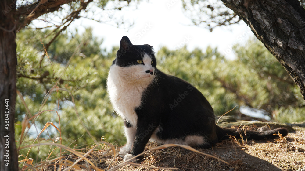 the charm of wild tuxedos the charm of wild tuxedos