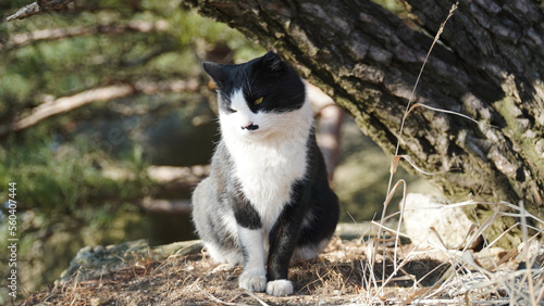 Canvas Print the charm of wild tuxedos