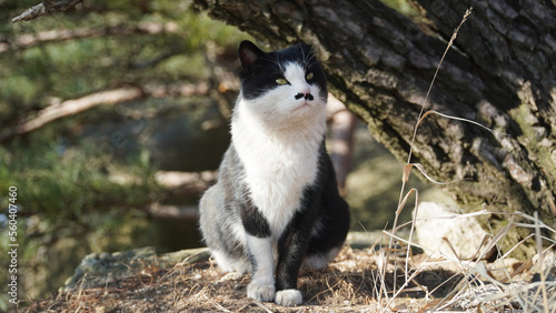 Photography the charm of wild tuxedos