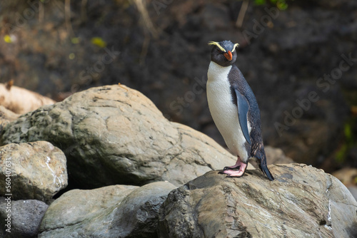 Fiordland penguin (Eudyptes pachyrhynchus) photo