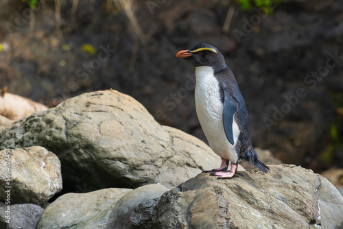 Fiordland penguin (Eudyptes pachyrhynchus)