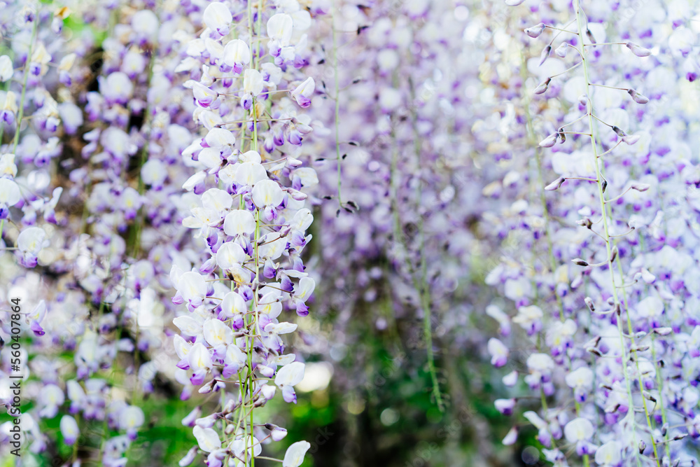 Close up purple blooming Wisteria flowers. Beautiful wisteria trellis blossom in spring. Chinese and Japanese park. Selective focus, copy space.