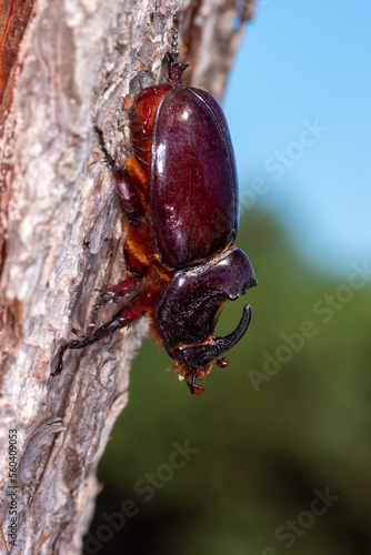 FR, Provence, Grambois, 29.06.2022, Nashornkäfer, Oryctes nasicornis photo