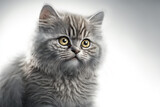 Hyper-realistic illustration of a cat - Close-up of a cat - Cute Cat