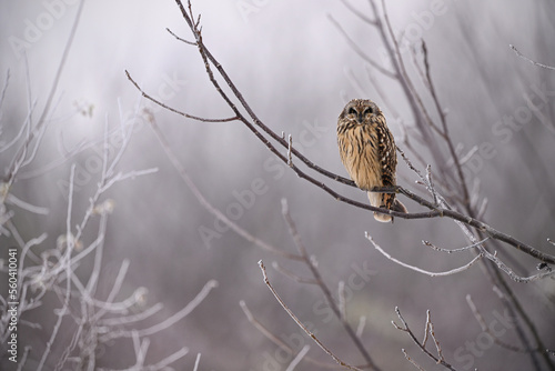 Short-eared owl perched on frozen tree branch in winter atmosphere