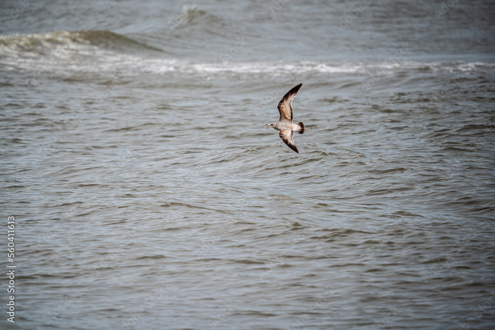 Naklejka premium seagull in flight