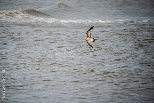 seagull in flight