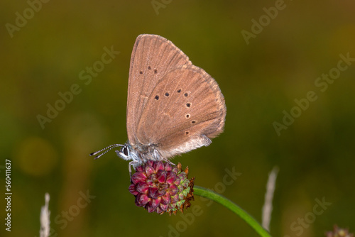 DE, NRW, Eitorf, 18.07.2022, Dunkler Wiesenknopf-Ameisenbläuling