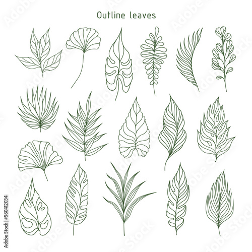 Set of outline leaves. Tropical plants. Herbarium. Perfect for herbal products designs.