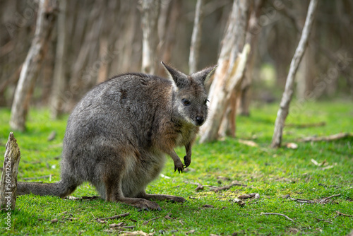 Australian wallaby sitting on the grass