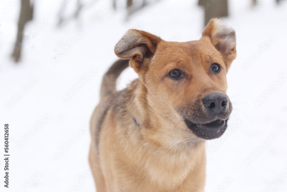 fawn dog closeup photo on snowy white background