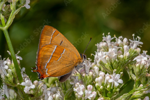 DE, NRW, Lampertstal, Eifel, 24.07.2022, Thecla betulae, Nierenfleck-Zipfelfalter photo