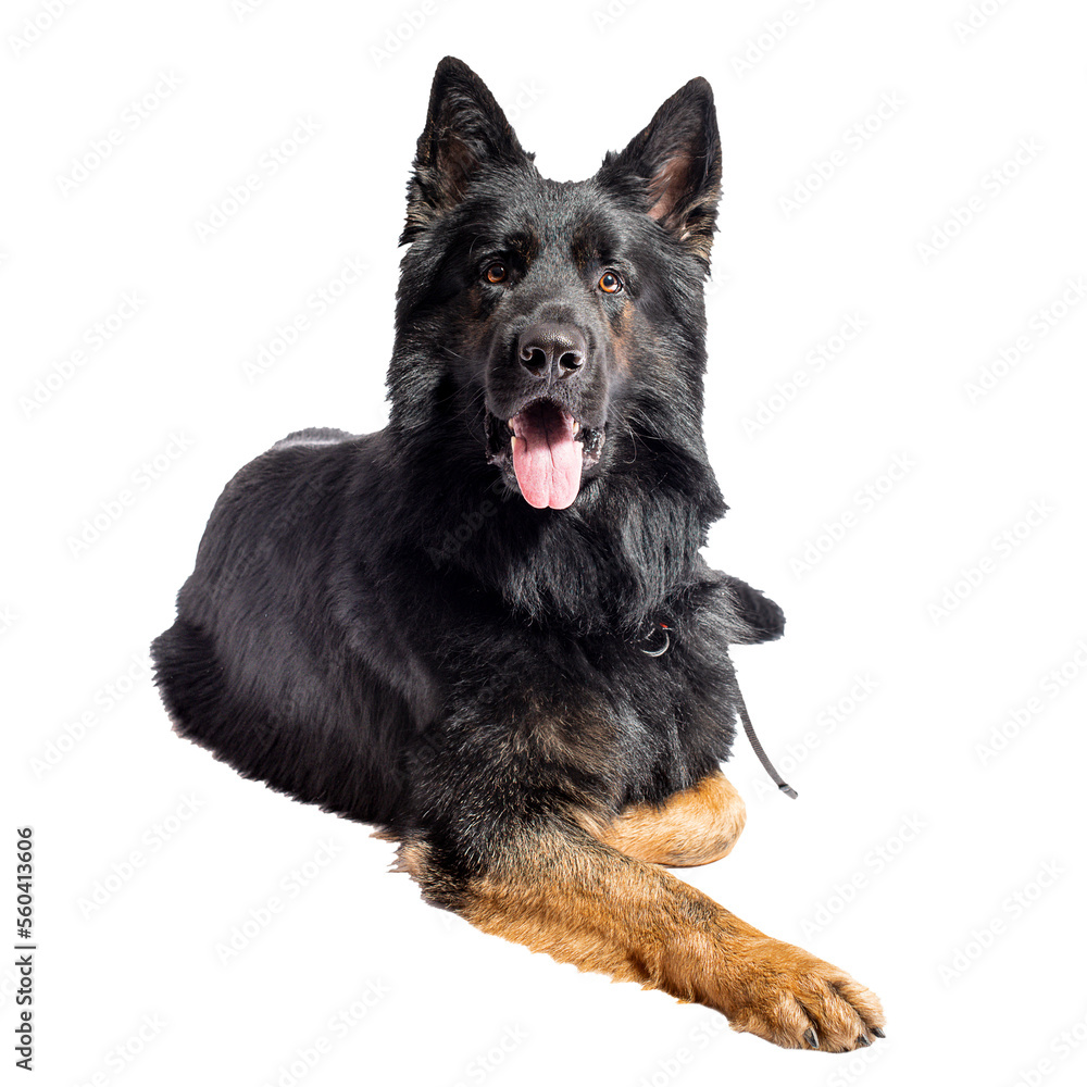 PNG. Black German Shepherd