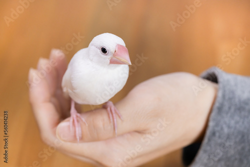 手の上の白文鳥のヒナ