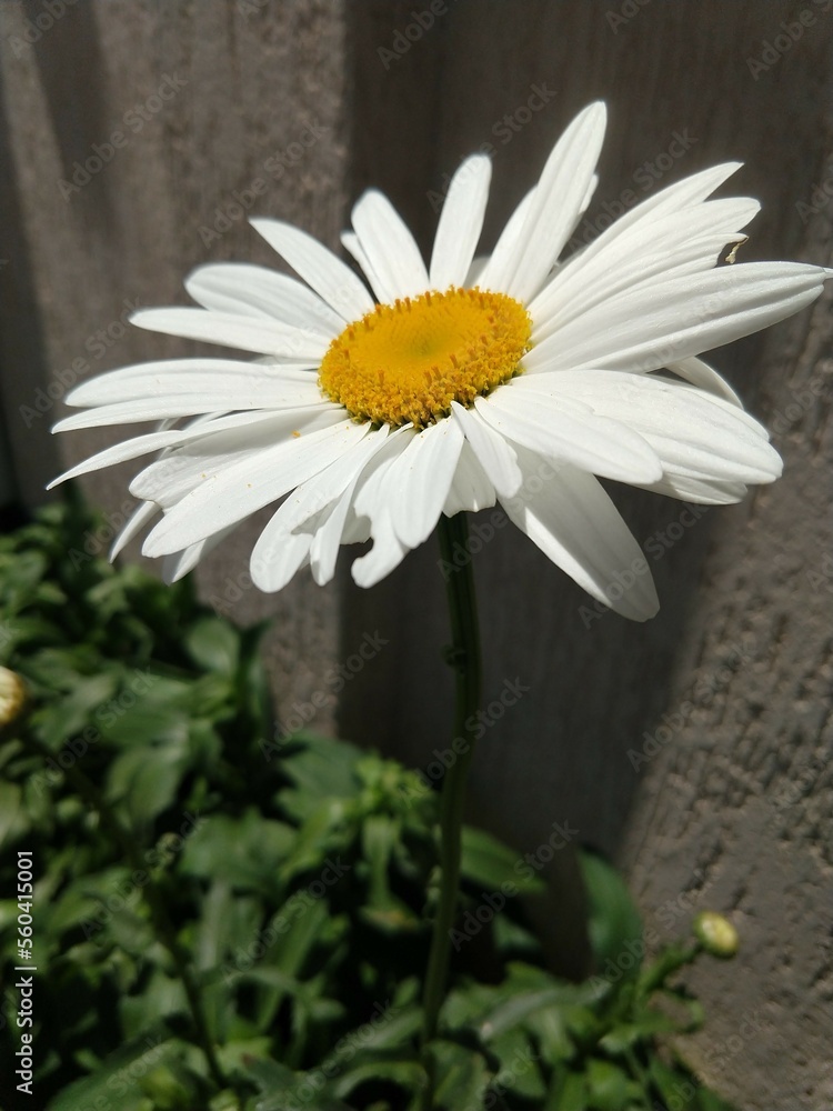 Obraz premium white daisy flower