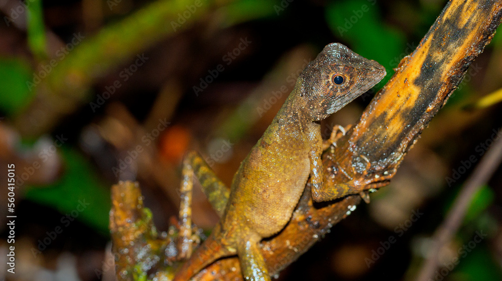 Brown-patched Kangaroo lizard, Wiegmann's Agama, SriLankan Kangaroo Lizard, Otocryptis wiegmanni, Sinharaja National Park Rain Forest, UNESCO World Heritage Site Biosphere Reserve, Sri Lanka, Asia