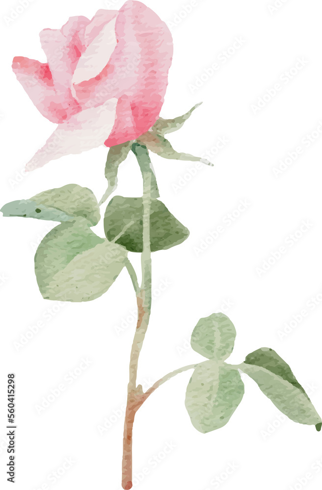 Obraz premium watercolor pink rose flower bouquet for valentines day