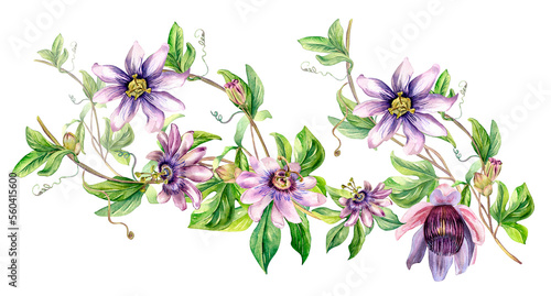 Board of passion flower plant watercolor illustration isolated on white. Blue tropical plant  stem and foliage hand drawn. Design element for wrapping  menu  market  herbal tea  stickers  tableware.