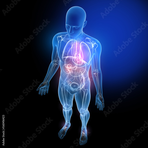 3d illustration of internal organs and bones, made of transparent glass. Anatomical image on a black background.